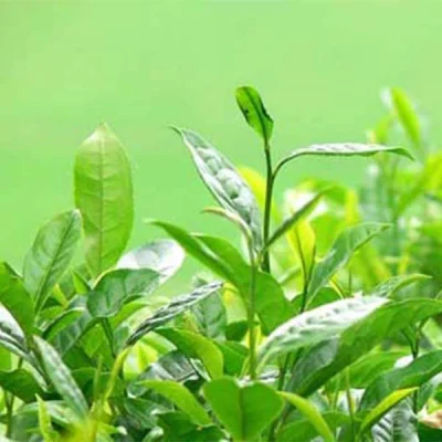 Estratto di tè verde per dimagrire utilizzato in alimenti sani